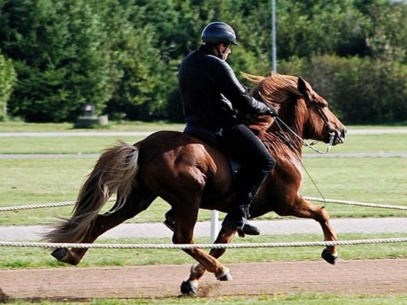 Islandsk hest under rytter
