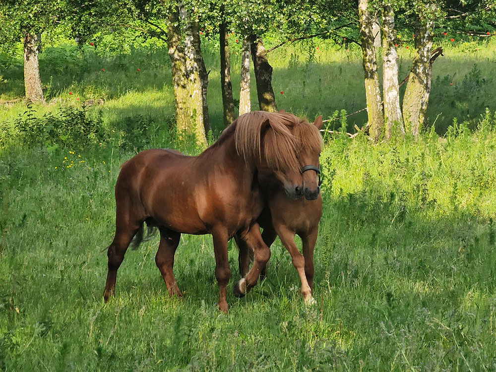 Islandske heste sammen på folden