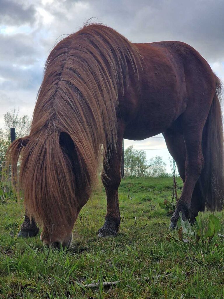 Portræt af den islandske hingst Fáfnir fra Þjóðólfshaga